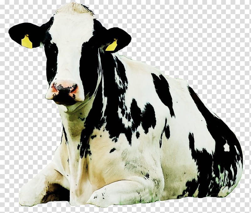 dairy cow bovine live animal figure cow-goat family, Live, Cowgoat Family, Snout, Bull, Calf, Pasture, Fawn transparent background PNG clipart
