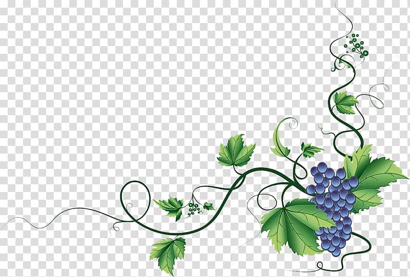 Floral Flower, Wine, Cabernet Sauvignon, Sauvignon Blanc, Cabernet Franc, White Wine, Grape, Decorative Borders transparent background PNG clipart