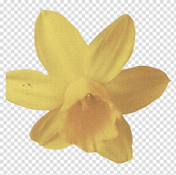 Flower Set , yellow orchid flower transparent background PNG clipart