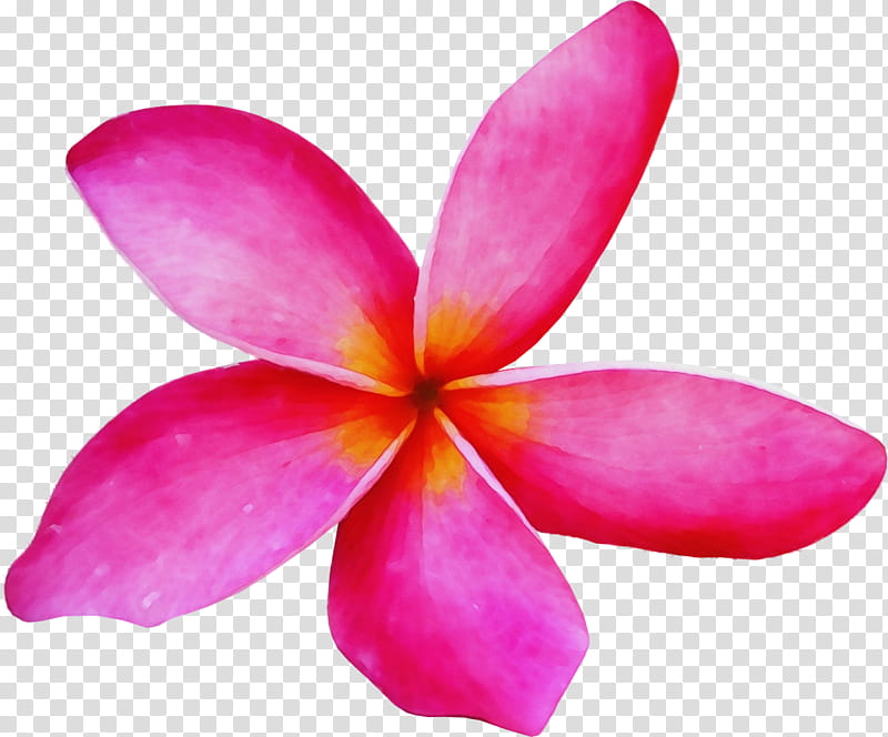 petal flower frangipani pink plant, Watercolor, Paint, Wet Ink, Magenta, Flowering Plant, Cattleya transparent background PNG clipart