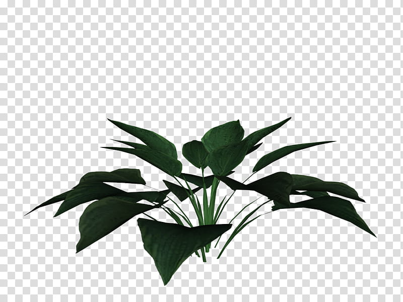 hostas, oval-shaped green leafed plant transparent background PNG clipart