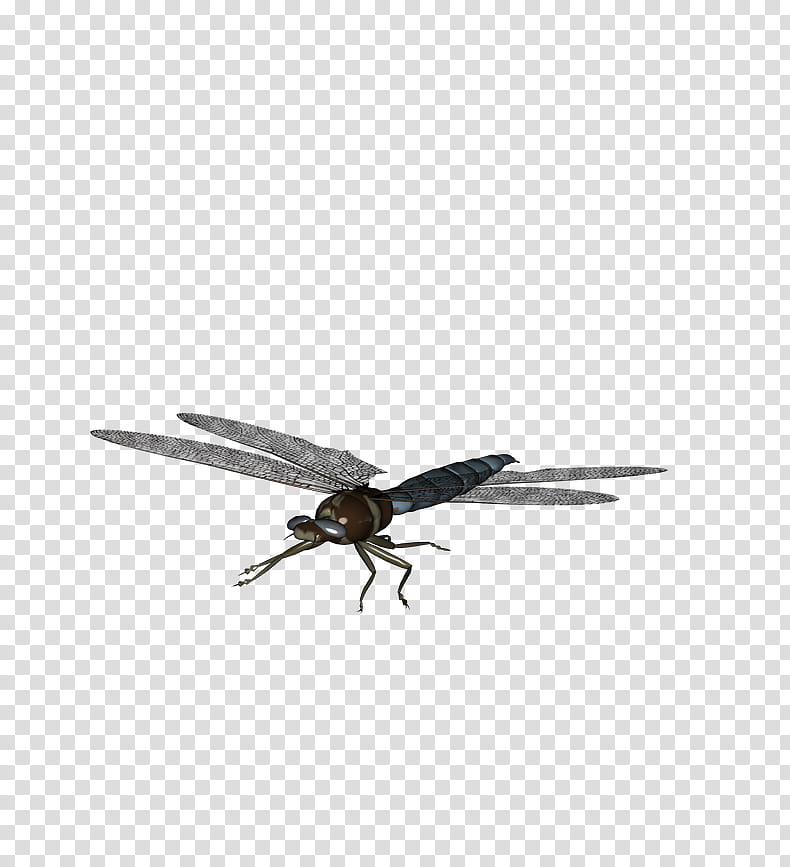Silver Dragonfly , black and brown dragonfly on blue background transparent background PNG clipart