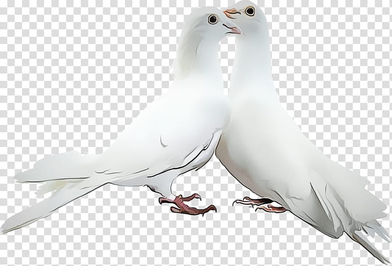 Typical pigeons Pigeons and doves GIF Frames Adobe shop, Frames, Animal, Calma, January, Bird, White, Beak transparent background PNG clipart