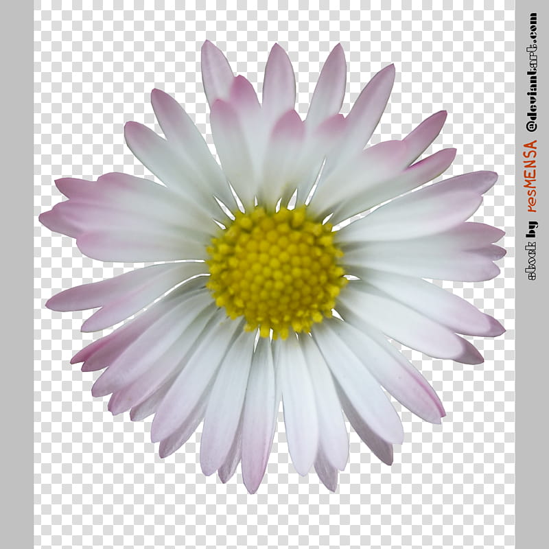 Daisy , white cluster petal flower transparent background PNG clipart