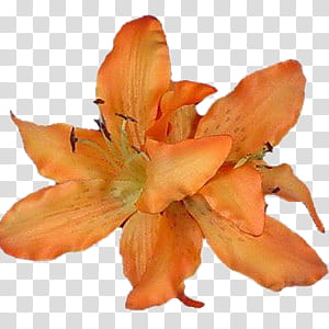 ORANGES oh my, orange lily flowers art transparent background PNG clipart