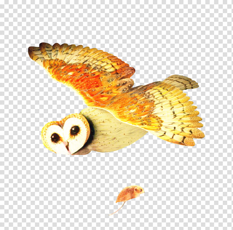 Owl, Beak, Barn Owl, Bird, Bird Of Prey transparent background PNG clipart