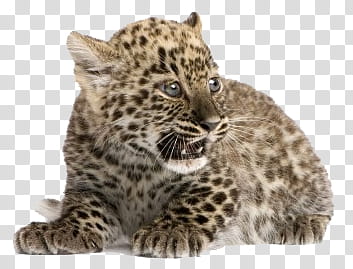 Animal, leopard cub transparent background PNG clipart