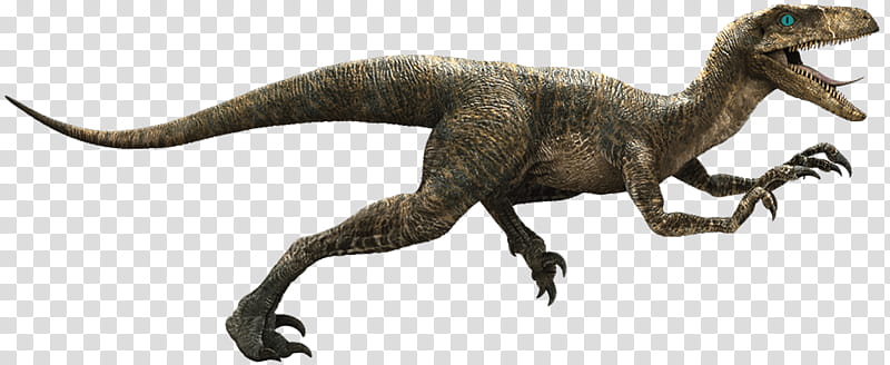 Jurassic Park, Velociraptor, Deinonychus, Tyrannosaurus, Dinosaur, Indominus Rex, Indoraptor, Jurassic World transparent background PNG clipart