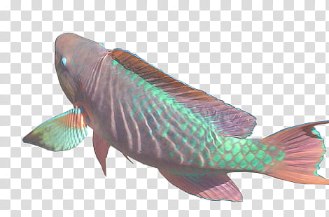 Kinda Cool S, brown and teal pet fish transparent background PNG clipart