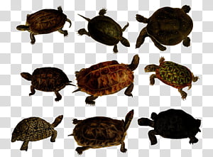 Vintage Turtles 3, tortoise lot transparent background PNG clipart thumbnail