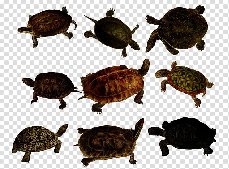 Vintage Turtles , tortoise lot transparent background PNG clipart Vintage Turtles , tortoise lot transparent background PNG clipart