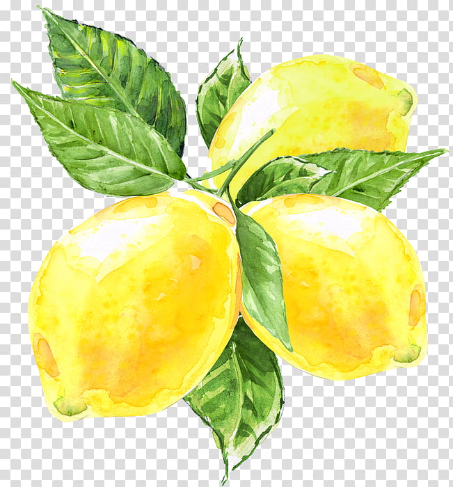 Lemon Tree, Clausena Lansium, 2018, Iphone Xs, Fruit, Apple, Citric Acid, Yuzu transparent background PNG clipart
