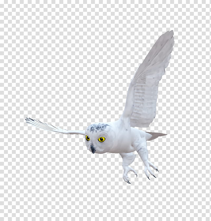 E S Owl, white and gray owl flying illustration transparent background PNG clipart