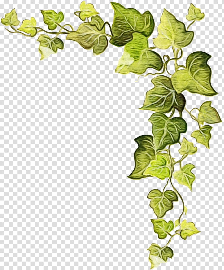 Family Tree, Vine, Plants, Leaf, Berkeley, Plant Stem, Common Ivy, Green transparent background PNG clipart