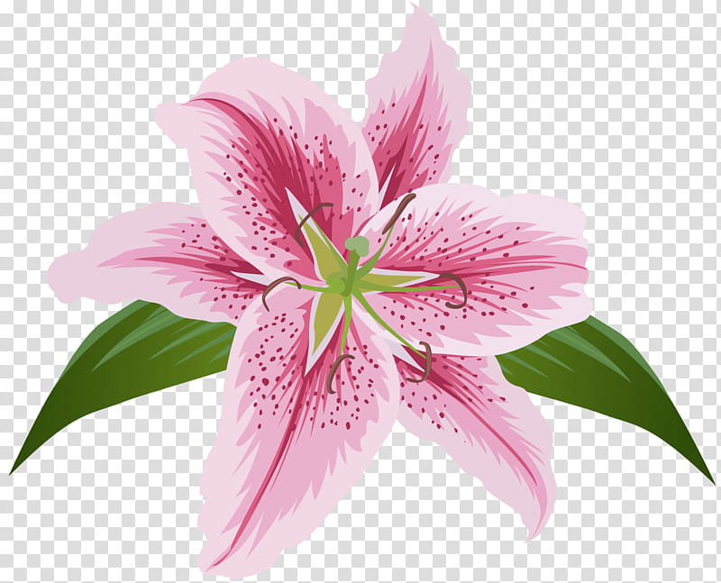 Easter Lily, Lily stargazer, Flower, Lilies, Madonna Lily, Tiger Lily, Orange Lily, Cut Flowers transparent background PNG clipart