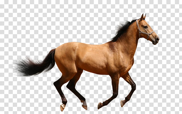 Horse, Mare, Donkey, Mule, Stallion, Colt, Male, Riding Horse transparent background PNG clipart