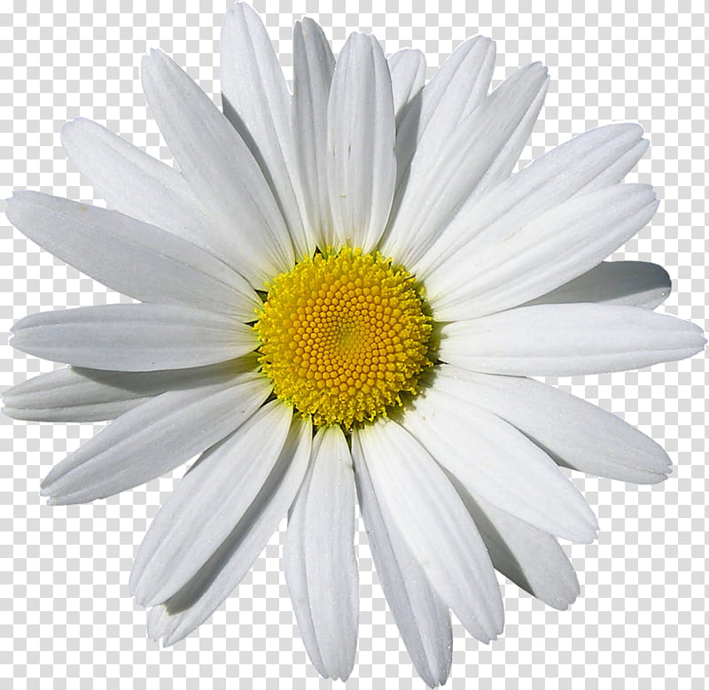 Daisy, Flower, Flowering Plant, Oxeye Daisy, Barberton Daisy, White, Mayweed, Marguerite Daisy transparent background PNG clipart