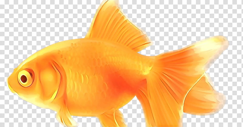 Fish, Goldfish, Feeder Fish, Bony Fishes, Biology, Tail, Fin, Orange transparent background PNG clipart