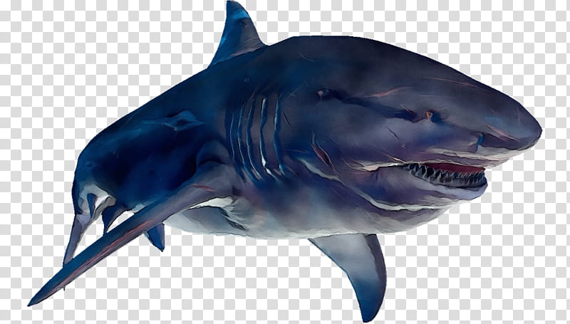 Great White Shark, Watercolor, Paint, Wet Ink, Bull Shark, Tiger Shark, Depth, Mackerel Sharks transparent background PNG clipart