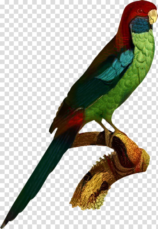 Grey, Parrot, Budgerigar, Cockatiel, Bird, Parakeet, Parrots, Amazon Parrot transparent background PNG clipart