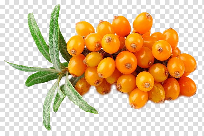 Oil, Sea Buckthorn Oil, Seaberry, Food, Skin Care, Dermatitis, Berries, Fruit transparent background PNG clipart