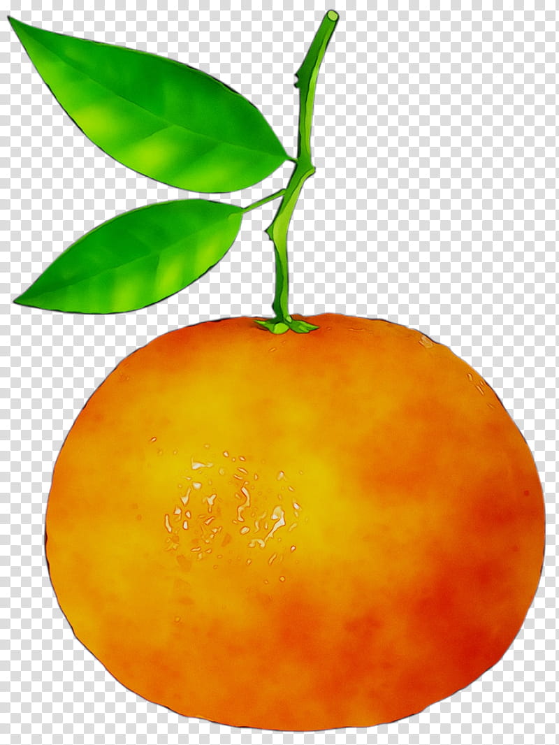 Apple Tree, Clementine, Mandarin Orange, Tangerine, Bitter Orange, Grapefruit, Valencia Orange, Food transparent background PNG clipart