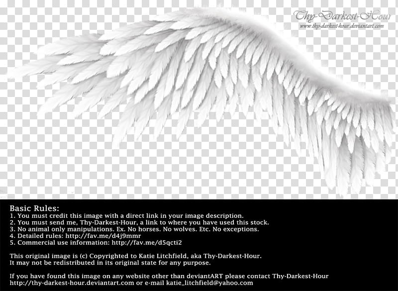 Winged Perfection White, white feather wing advertisement transparent background PNG clipart