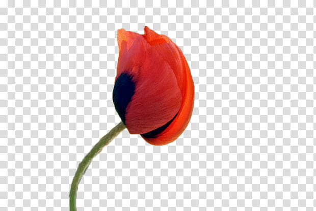 Poppy Flower, Plant Stem, Tulip, Bud, Red, Orange, Petal, Poppy Family transparent background PNG clipart