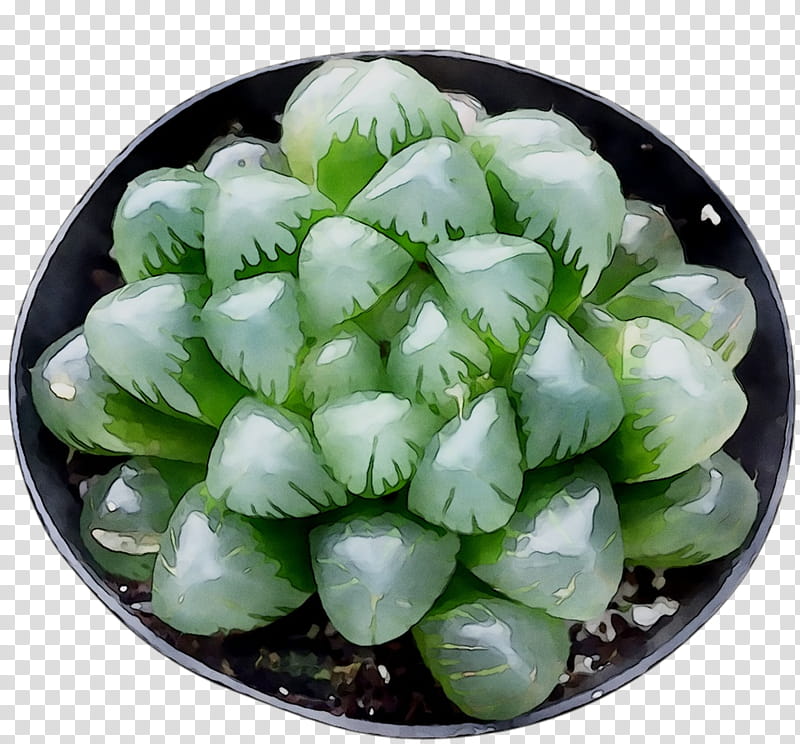 Green Leaf, Cabbage, Asian Cuisine, Mustards, Food, Plant, Flower, Vegetable transparent background PNG clipart