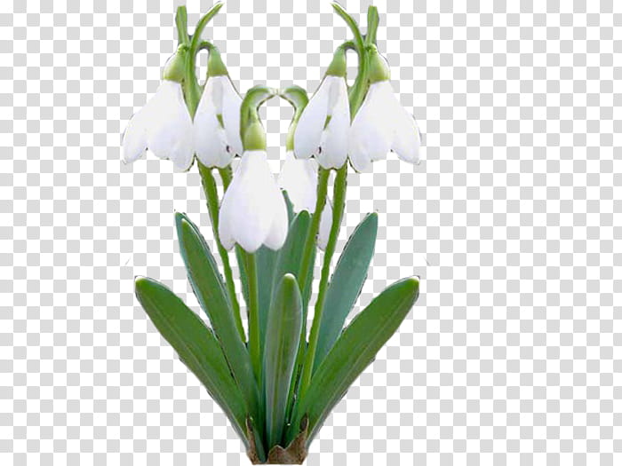 Flowers, Bud, Cut Flowers, Plant Stem, Herbaceous Plant, Flowerpot, Snowdrop, Plants transparent background PNG clipart