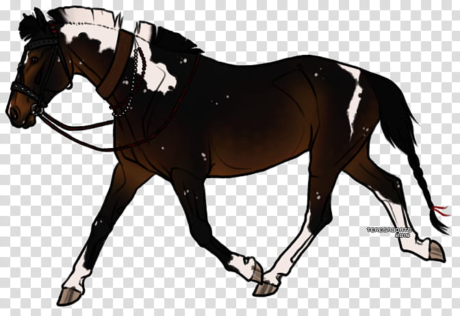 Animal, Mane, English Riding, Mustang, Stallion, Mare, Bridle, Rein transparent background PNG clipart