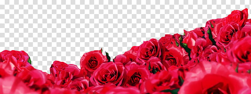 Rosas transparent background PNG clipart