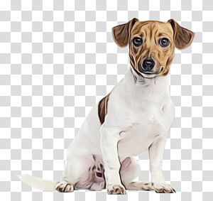 teacup border terrier