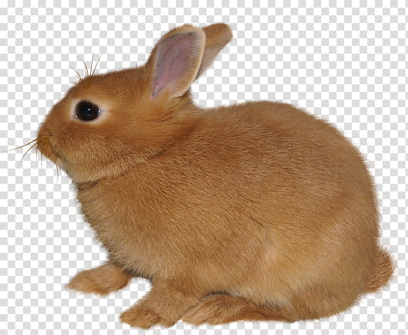 brown rabbit transparent background PNG clipart