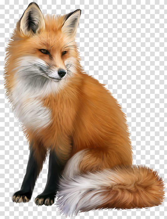 Fox Drawing, RED Fox, Kit Fox, Fennec Fox, Gray Fox, Fur, Whiskers, Dhole transparent background PNG clipart