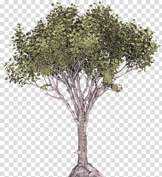 Family Tree, Stone Pine, Juniper, Conifers, Scots Pine, Clipping Path, Samanea, Woody Plant transparent background PNG clipart