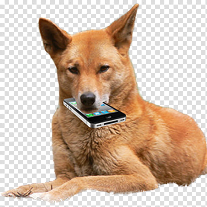 Singing, Dingo, Dog, Dingoes Ate My Baby, Crying, Mobile Phones, House, Interior Design Services transparent background PNG clipart