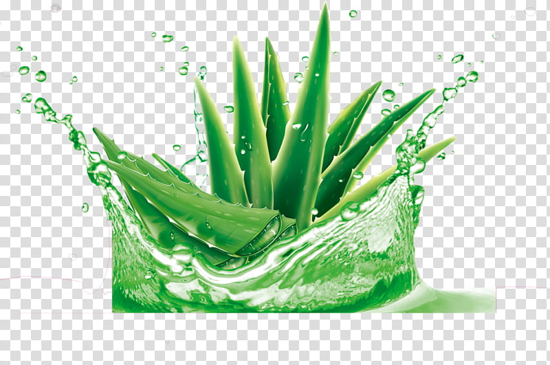 Aloe Vera Leaf, Lotion, Cream, Gel, Skin, Moisturizer, Facial, Scentsy transparent background PNG clipart