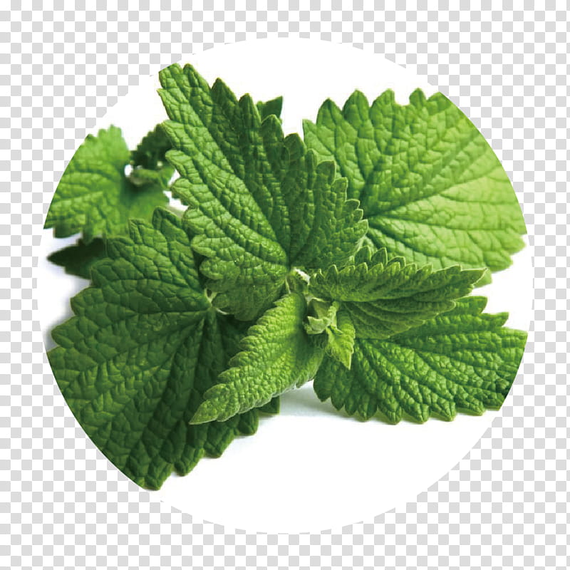 Leaves, Peppermint, Peppermint Extract, Spearmint, Herb, Food, Spice, Basil transparent background PNG clipart