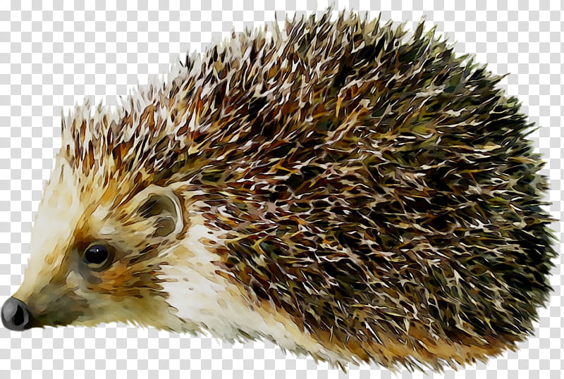 Hedgehog Erinaceidae, Porcupine, European Hedgehog, Domesticated Hedgehog, Echidna, New World Porcupine, Snout, Monotreme transparent background PNG clipart