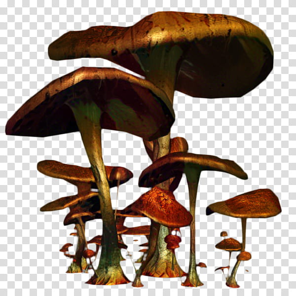 Mushroom, Edible Mushroom, Medicinal Mushroom, Agaricus, Agaricomycetes, Agaricaceae, Bolete, Plant transparent background PNG clipart