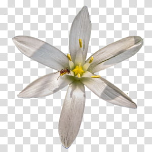 White Lily Flower, Ant, Star Of Bethlehem, Camera, Christmas Day, Petal, Plant, Wildflower transparent background PNG clipart thumbnail