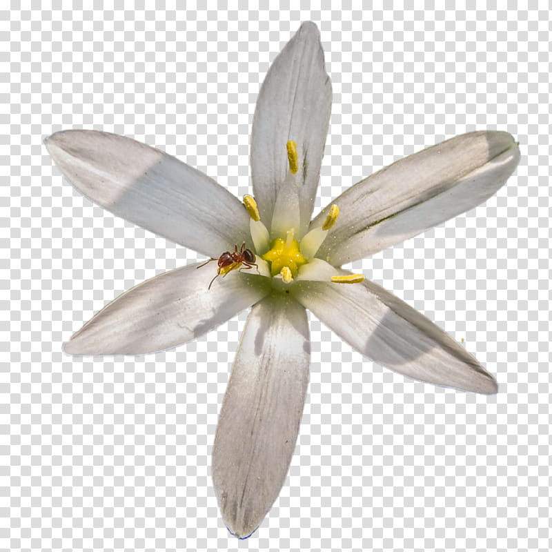White Lily Flower, Ant, Star Of Bethlehem, Camera, Christmas Day, Petal, Plant, Wildflower transparent background PNG clipart
