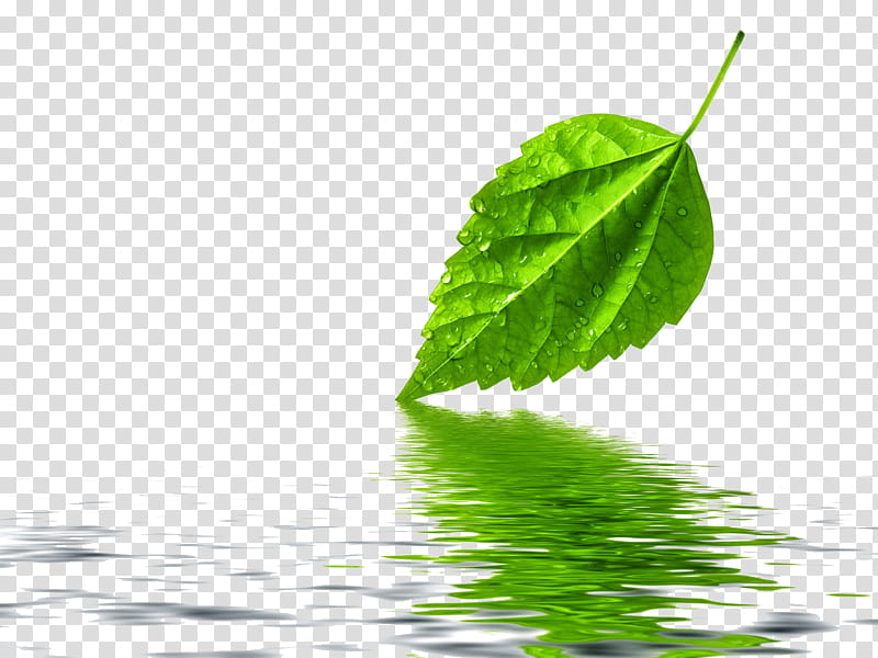 leaves bymika, green leaf plant in white pot transparent background PNG clipart