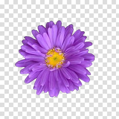 Flowers World, purple daisy transparent background PNG clipart