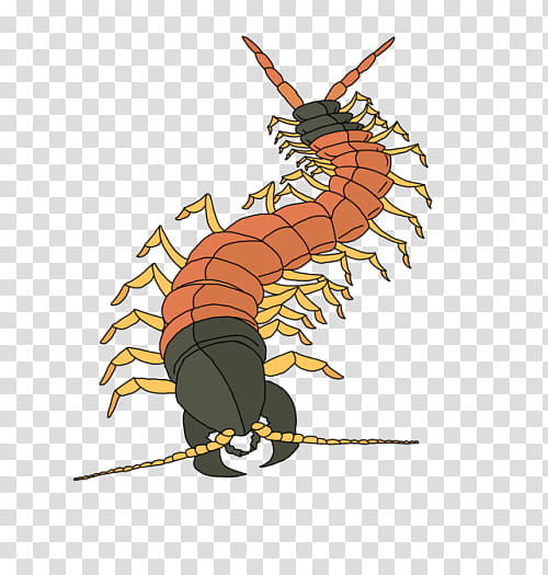 Centipedes Insect, Giant Desert Centipede, Television, 2018, Few Things, Centipede Bite, Millipedes, Pest transparent background PNG clipart