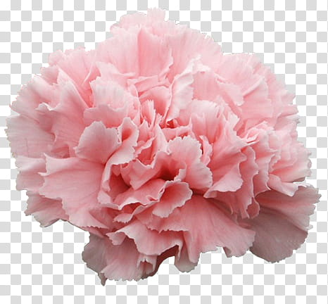 Flower, pink carnation flower transparent background PNG clipart