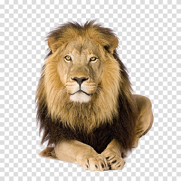 Cartoon Cat, Lion, White Lion, Portrait, Wildlife, Masai Lion, Mane, Fur transparent background PNG clipart