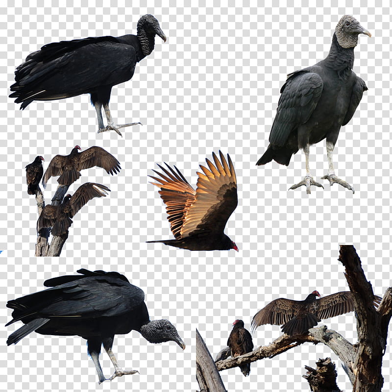 Vultures , brown and black vultures transparent background PNG clipart