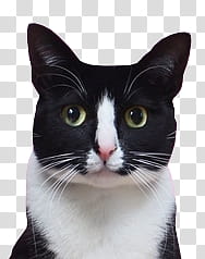 Quirky, closeup of tuxedo cat transparent background PNG clipart